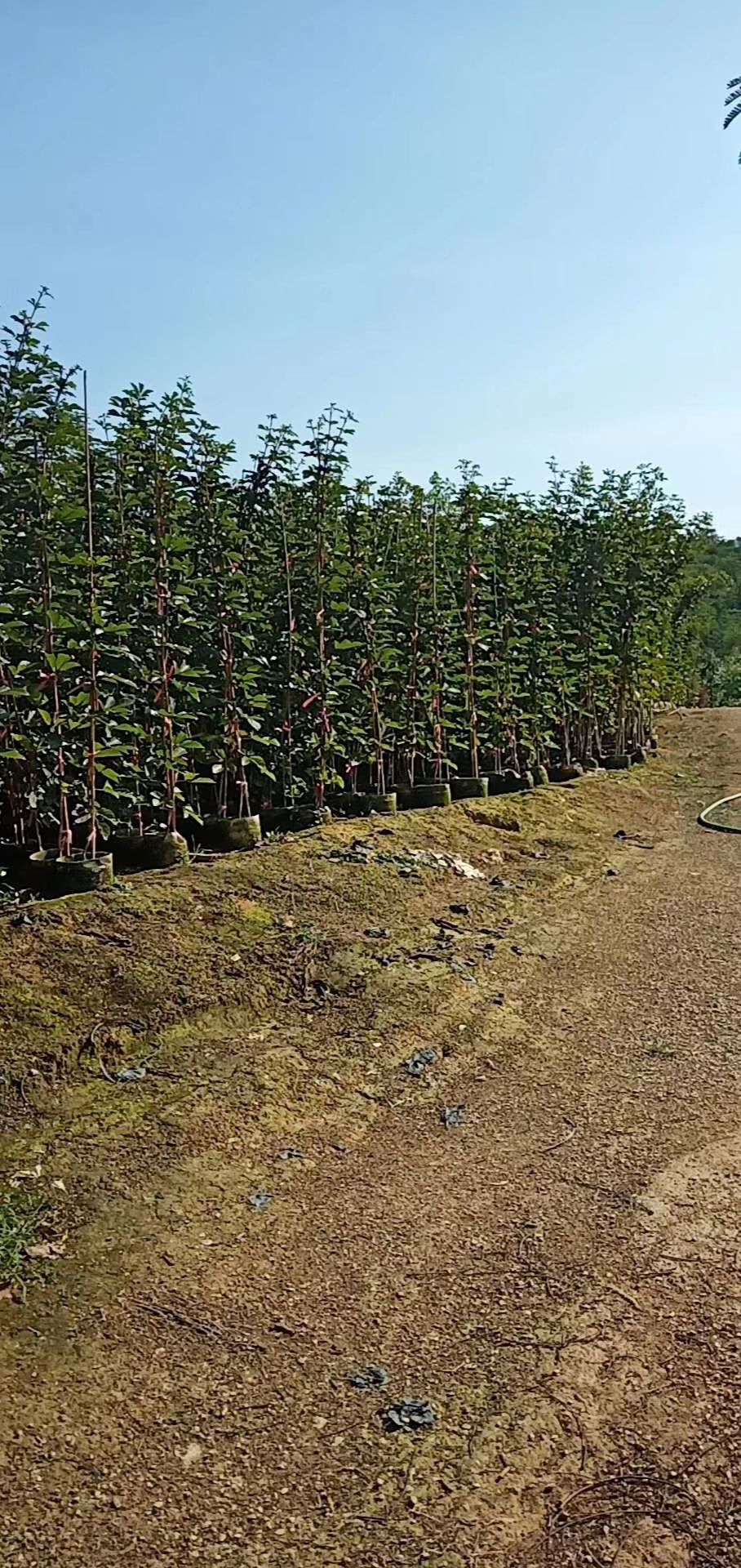 黄花风铃木  多花黄花风玲木