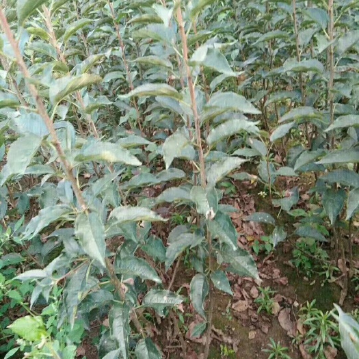 东丰县寒富苹果树苗  龙丰树苗鸡心果树树苗各种绿化树五角风树苗