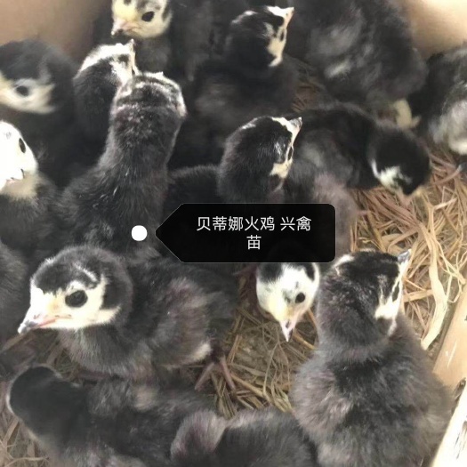 南宁贝蒂娜火鸡苗 贝蒂娜火鸡面批发