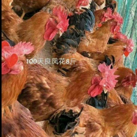 南宁 良凤花鸡苗，出壳苗，快大肉鸡苗诚信经营