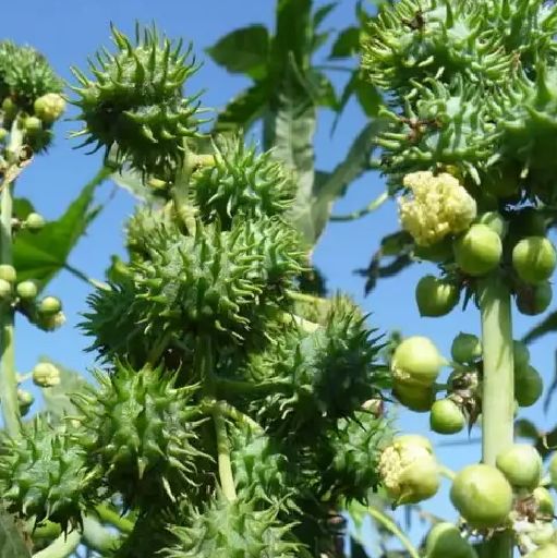 新采蓖麻种子 红蓖麻 绿蓖麻 老麻子草麻种子蓖麻油 中草药材