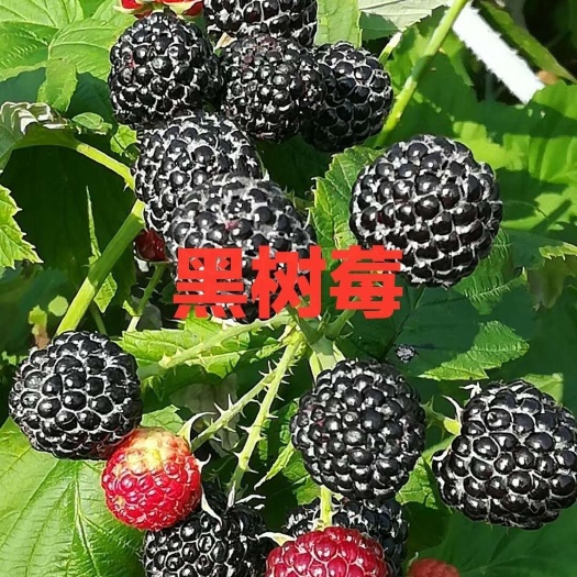 白山树莓苗 黑树莓苗 大量出售黑树莓苗吉林基地直发。品种保纯度。