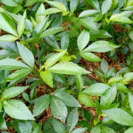 重庆市青花椒苗 一律不包运费