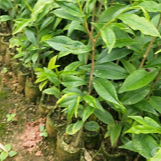 灵山县沉香苗 沉香种子苗需要大量的联系我