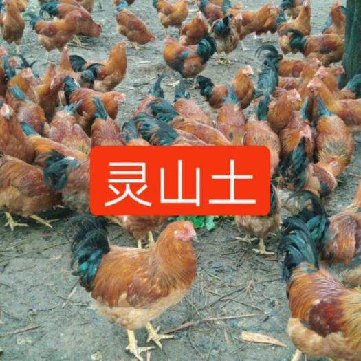 南宁 土鸡苗，灵山土鸡🐔 苗土1.5，土2，最好选择散养土鸡