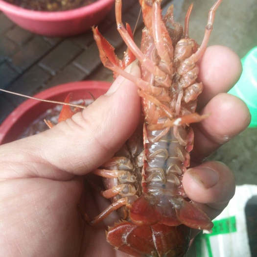 重庆市清水小龙虾 一年四季各种规格都有货，欢迎老板们，考察，洽谈，合作