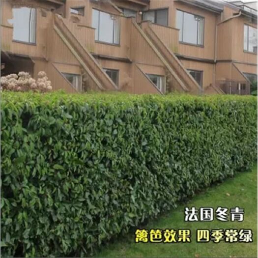 法国冬青，冬青树苗篱笆专用