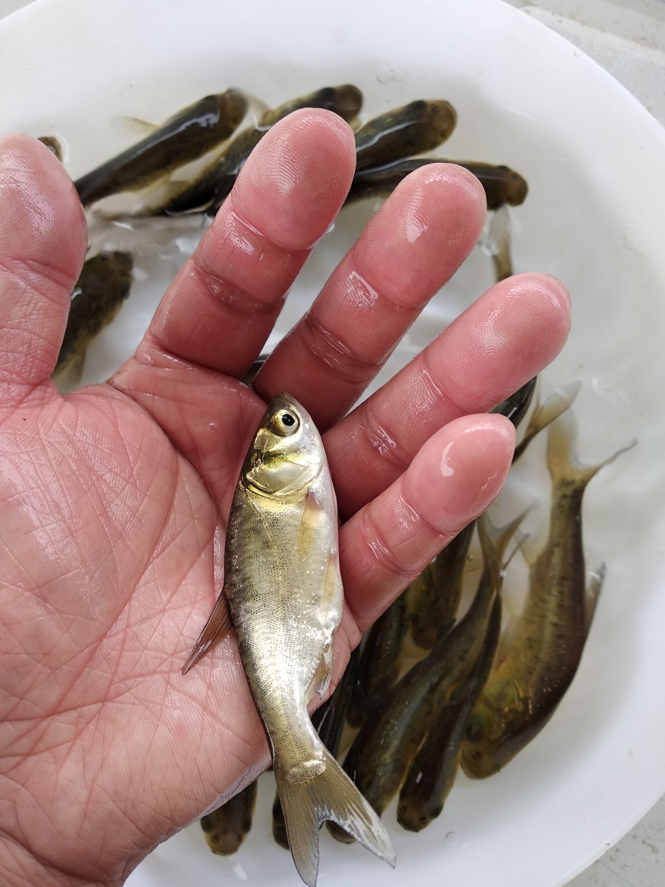 大头鱼鱼苗  花鲢鱼苗  鳙鱼苗 大量供应