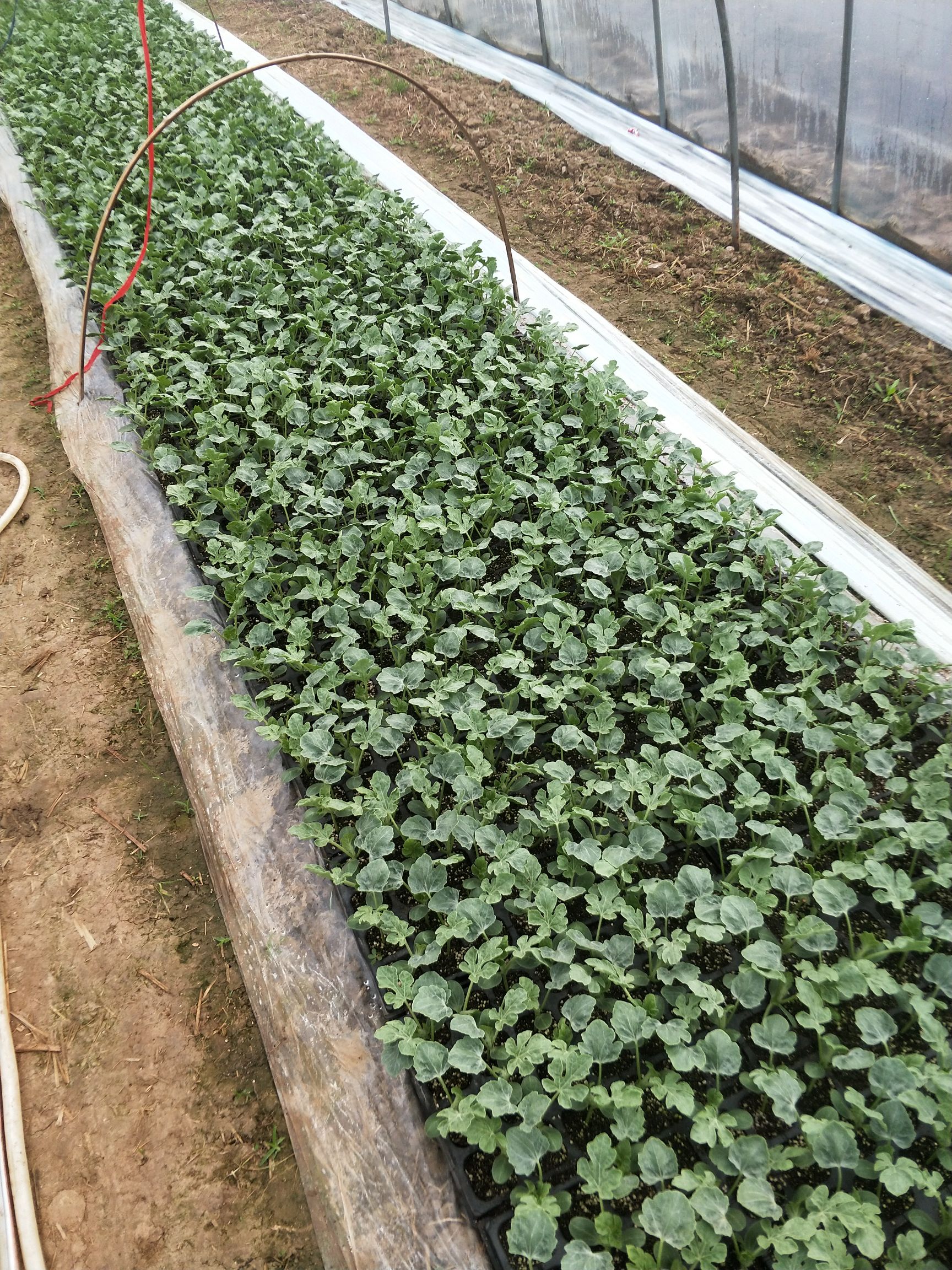 美都西瓜 5斤打底 9成熟 1茬 无籽