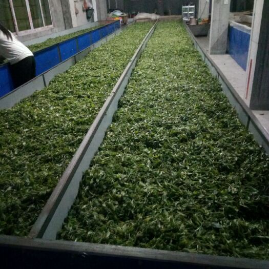 独山县毛茶 春茶已经量产