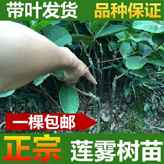 灵山县 莲雾苗树苗大叶红黑金刚黑糖芭嫁接苗当年结果地栽盆栽莲雾果树苗
