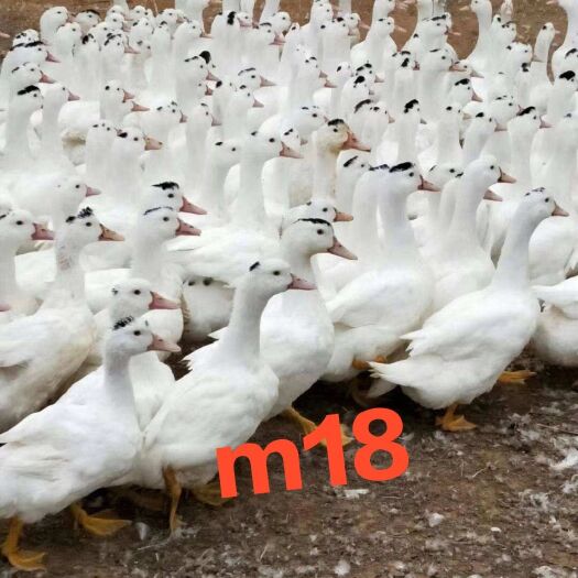 南宁一点头鸭苗 m18