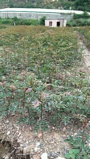 汉源县 花椒苗