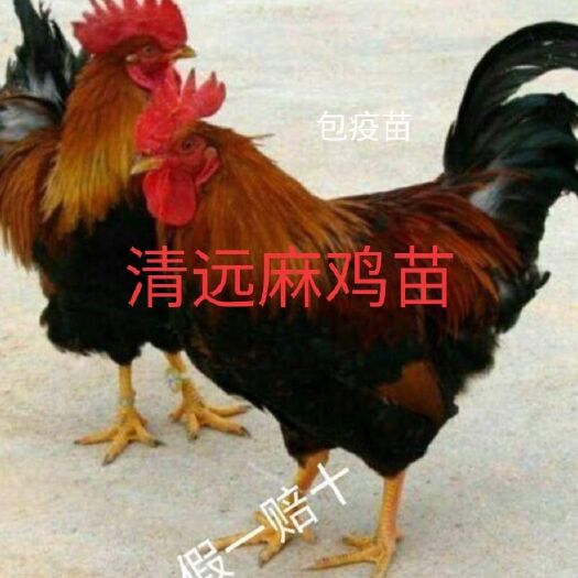 南宁 清远麻二号鸡苗，麻鸡苗出壳苗孵化场直销诚信经营