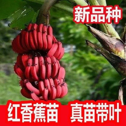 灵山县 【红香蕉苗带营养杯】南洋红香蕉苗马来西亚引进洋红香蕉新品种