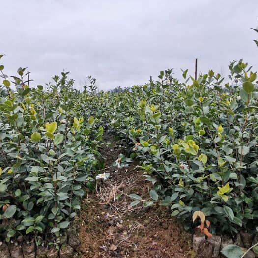 分宜县油茶树苗  长林系列高产嫁接油茶苗 基地两年苗现货 裸根苗