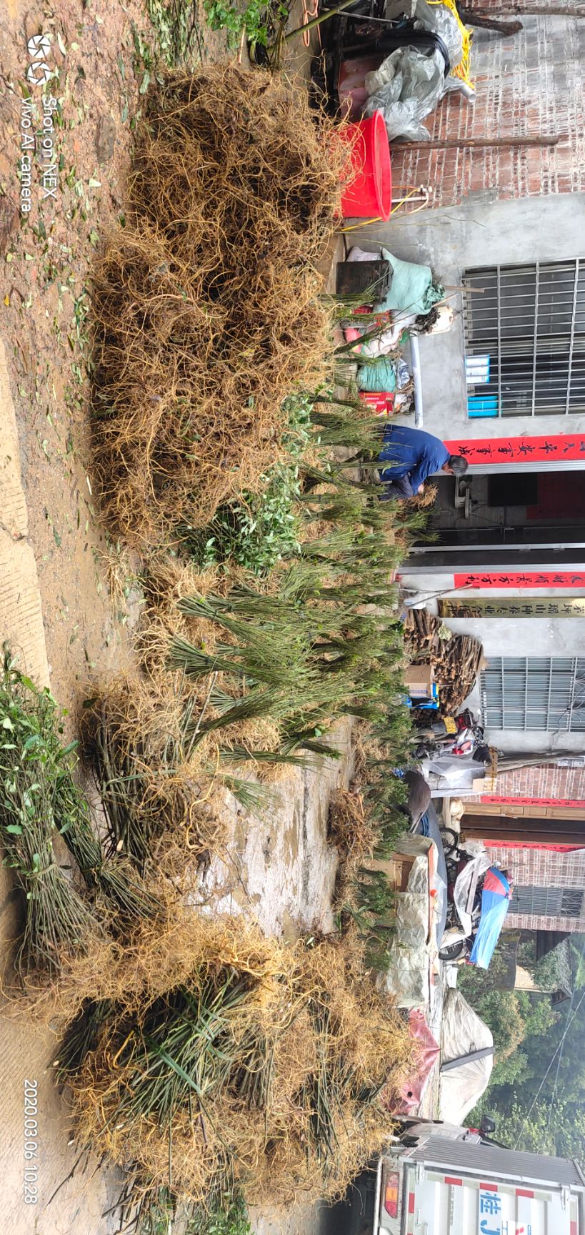 黄花倒水莲种苗  黄花倒水莲