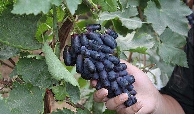 蒙阴县蓝宝石葡萄苗 嫁接蓝宝石葡萄，当年结果，现挖现卖，死苗补发。