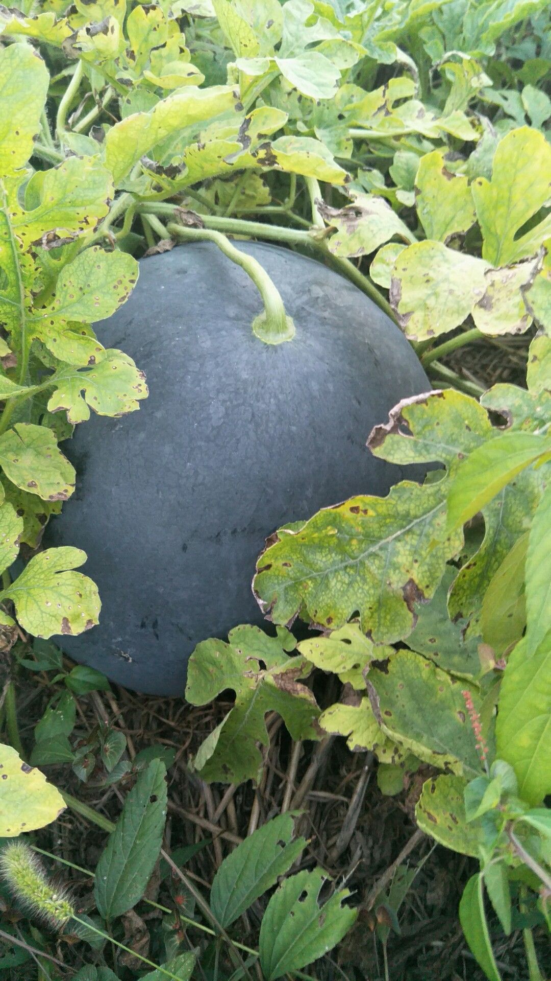 黑皮无籽西瓜 10斤打底 1茬 8成熟 无籽