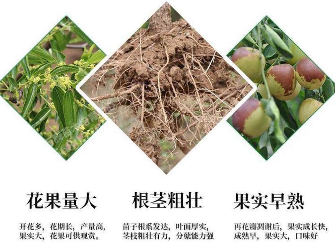  蟠枣树苗 嫁接苗 现挖苗 保湿发货  包成活 南北方均可种植