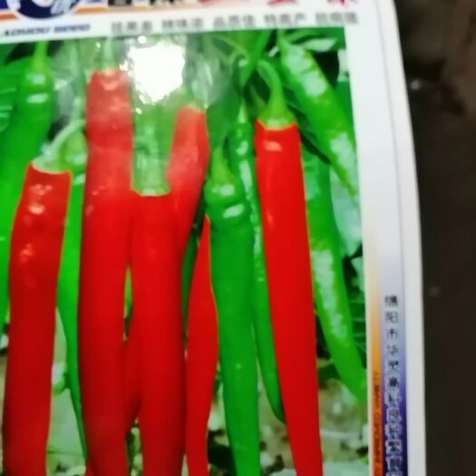 自贡二荆条辣椒苗 8～10片真叶