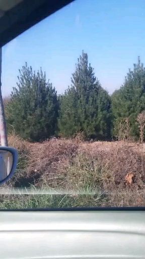 山西白皮松 自家白皮