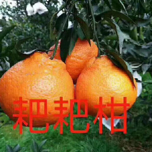 丹棱县 丹棱耙耙柑