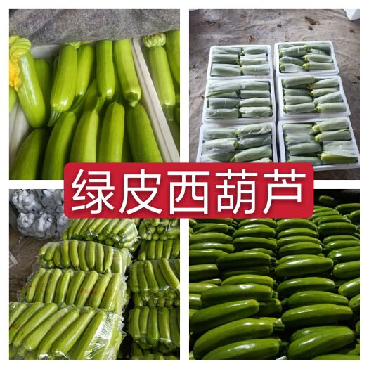 聊城 山东聊城绿皮西葫芦大量质量好诚信代办代发全国
