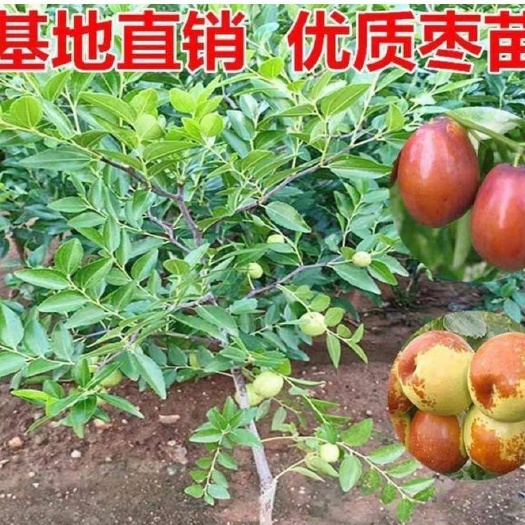 平邑县新疆大枣树苗 新疆大枣苗 现挖苗  保湿发货 保证成活率 死苗免费补发