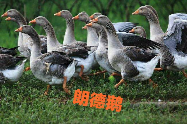 南宁 朗德鹅苗