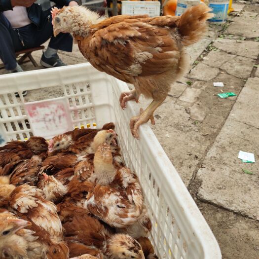 郓城县 脱温红玉鸡苗