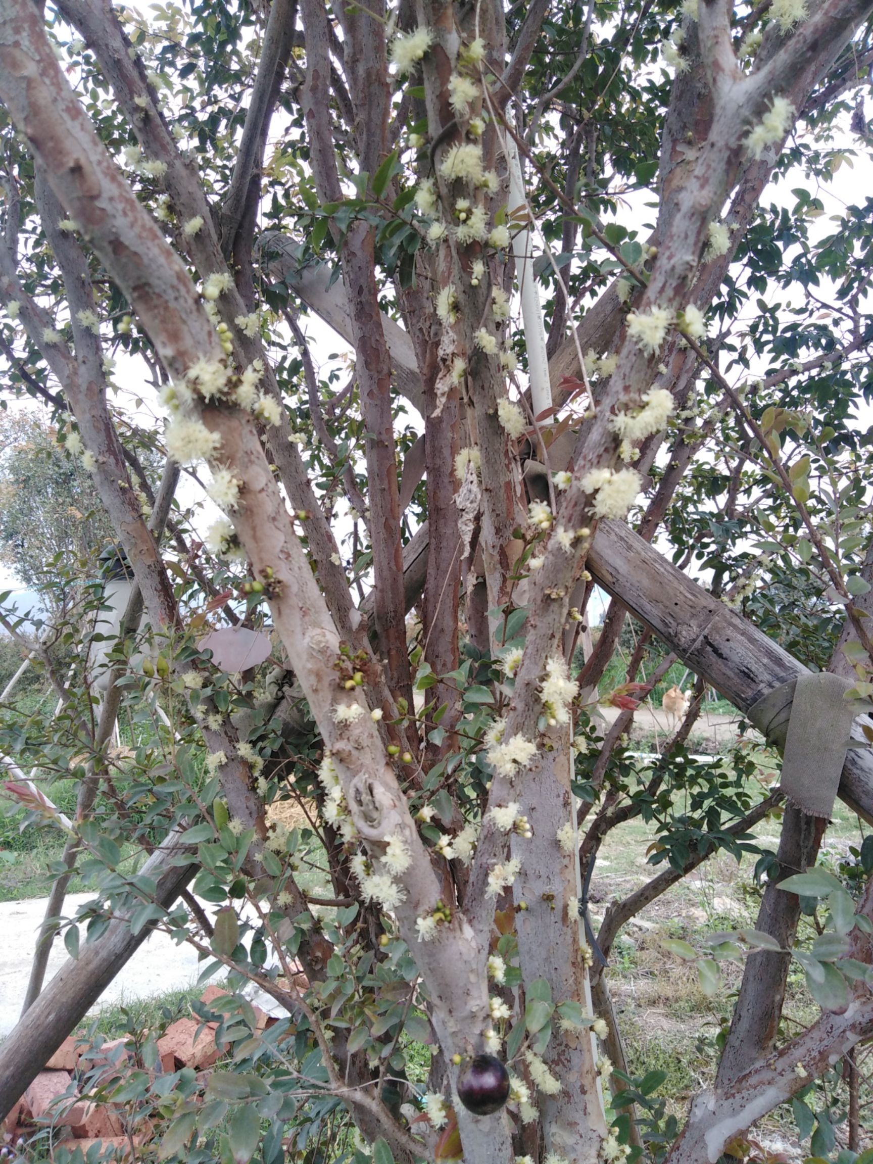 沙巴嘉宝果 帝业果场嘉宝果 嘉宝果