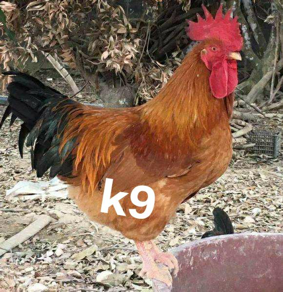  k9鸡苗