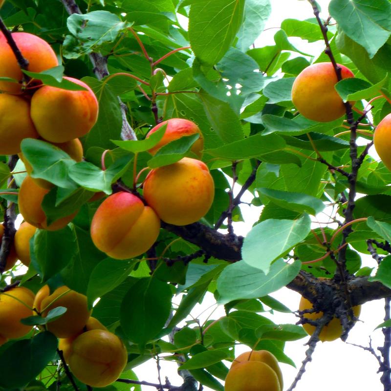 [沙金红杏树苗 沙金红杏树苗品种杏树苗早熟特大甜杏子树果树活苗南北方地栽种植价格2.88棵