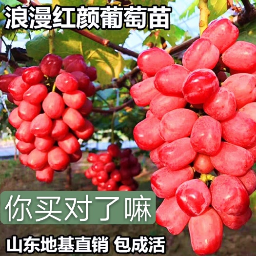 平邑县红玫瑰葡萄苗  保证纯度  基地直销现挖 免费提供种植技术
嫁接正宗一级苗