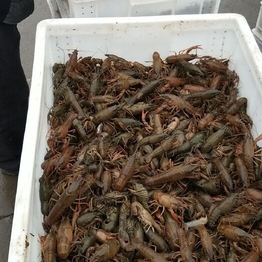 重庆市清水小龙虾  小龙虾苗大量上市