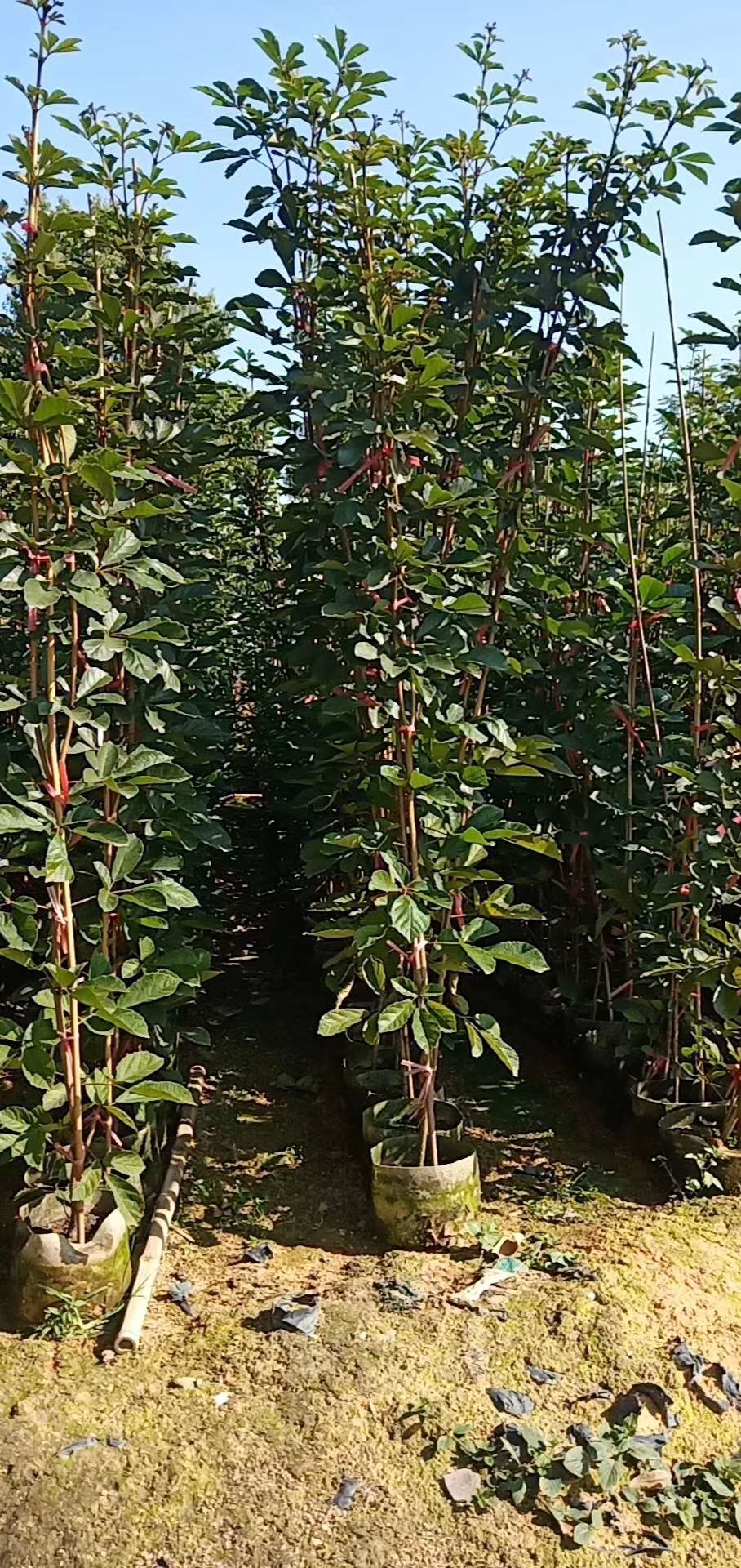 黄花风铃木  多花黄花风玲木