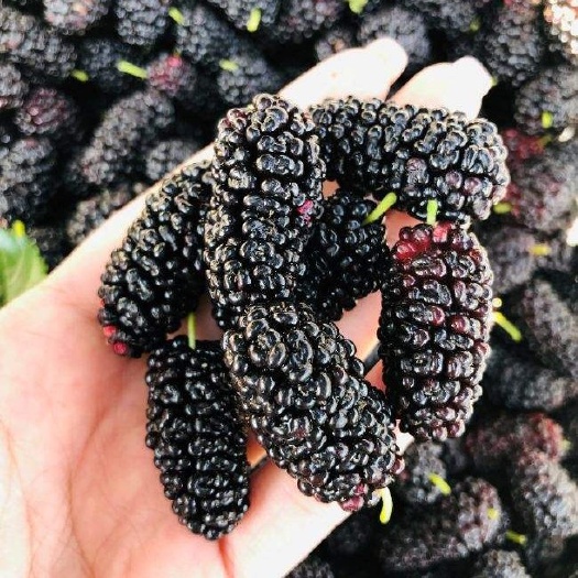 汕头黑珍珠桑葚 3 - 4cm