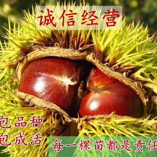 平邑县油栗苗 当年结果苗，包品种，包成活，基地直供。