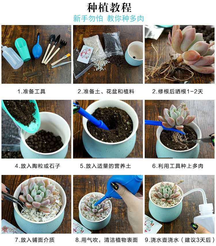 多肉植物 玉露 含盆土