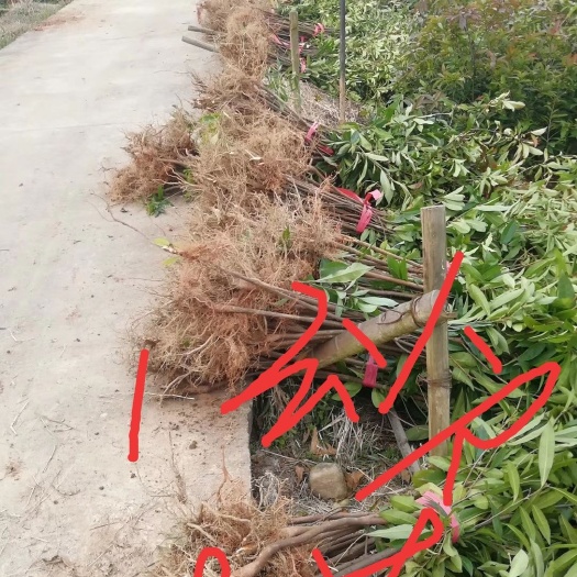 九江木荷