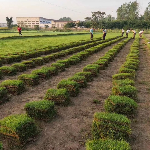 句容市大量中华结缕草基地自产自销