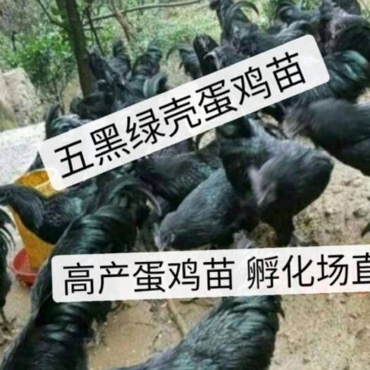 南宁 绿壳蛋鸡苗，五黑一绿蛋鸡苗，高产量蛋鸡苗
