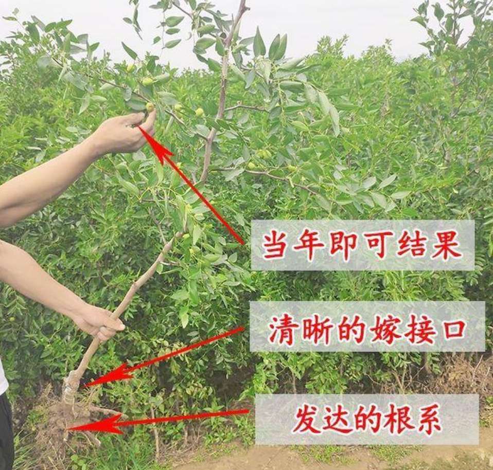  蟠枣树苗 嫁接苗 现挖苗 保湿发货  包成活 南北方均可种植