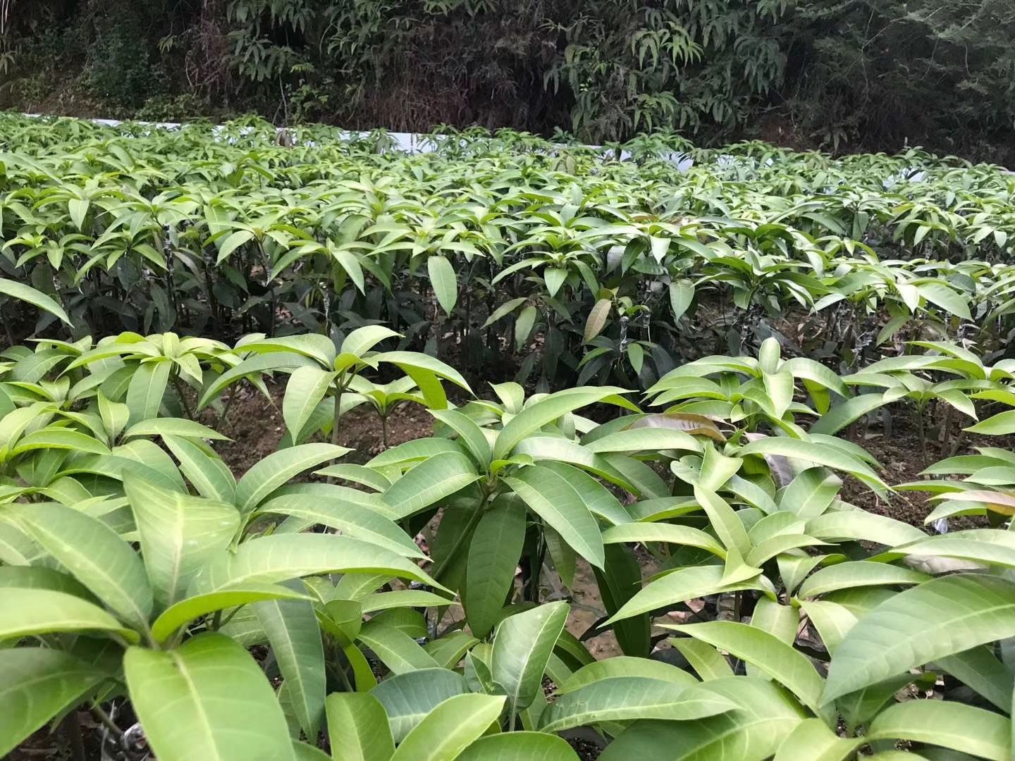  芒果苗树苗金煌红贵妃四季桂七当年结果南北盆栽庭院种植