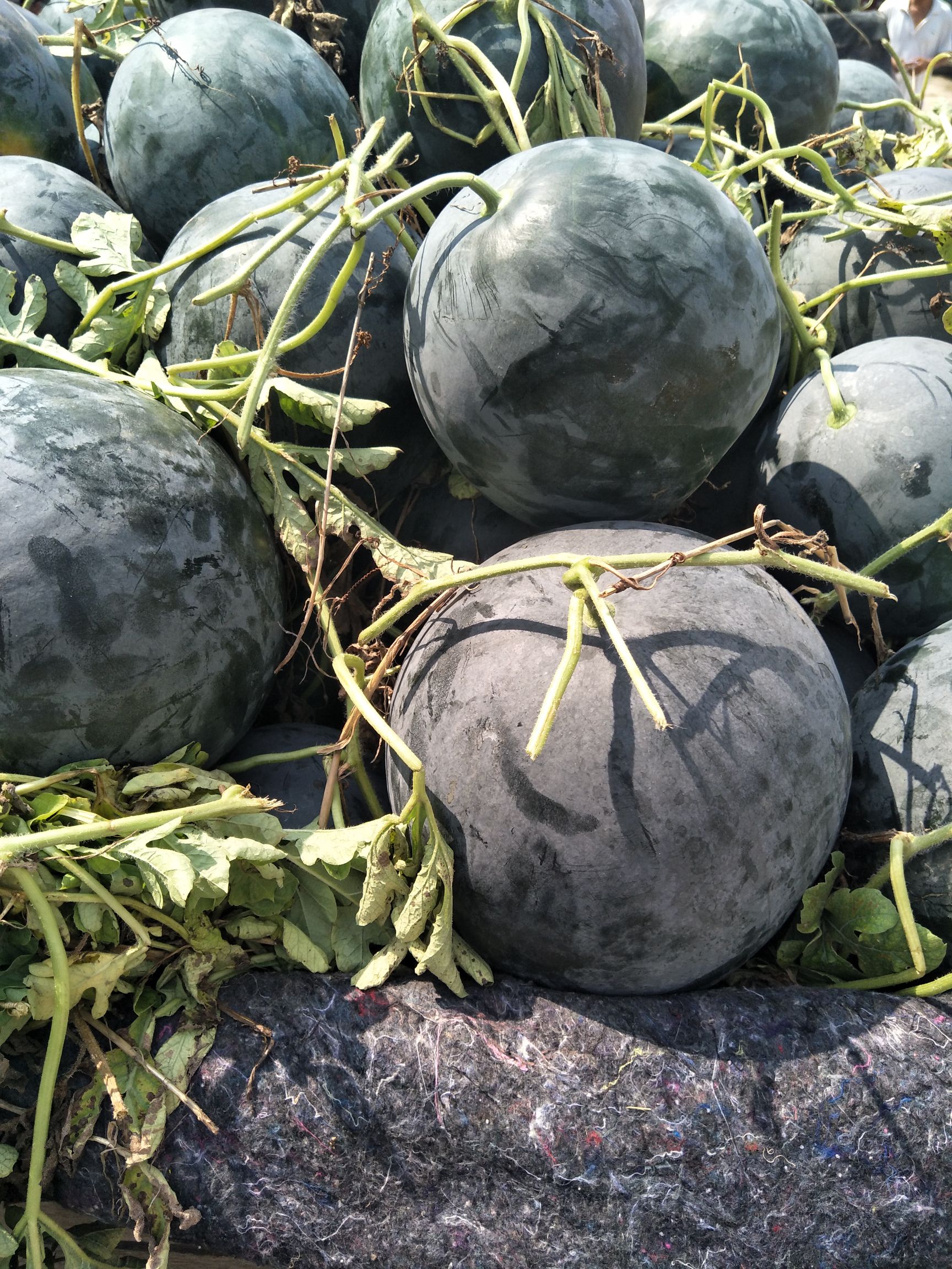 [黑皮无籽西瓜批发]黑皮无籽西瓜 10斤打底 1茬 8成熟 无籽价格0.8元/