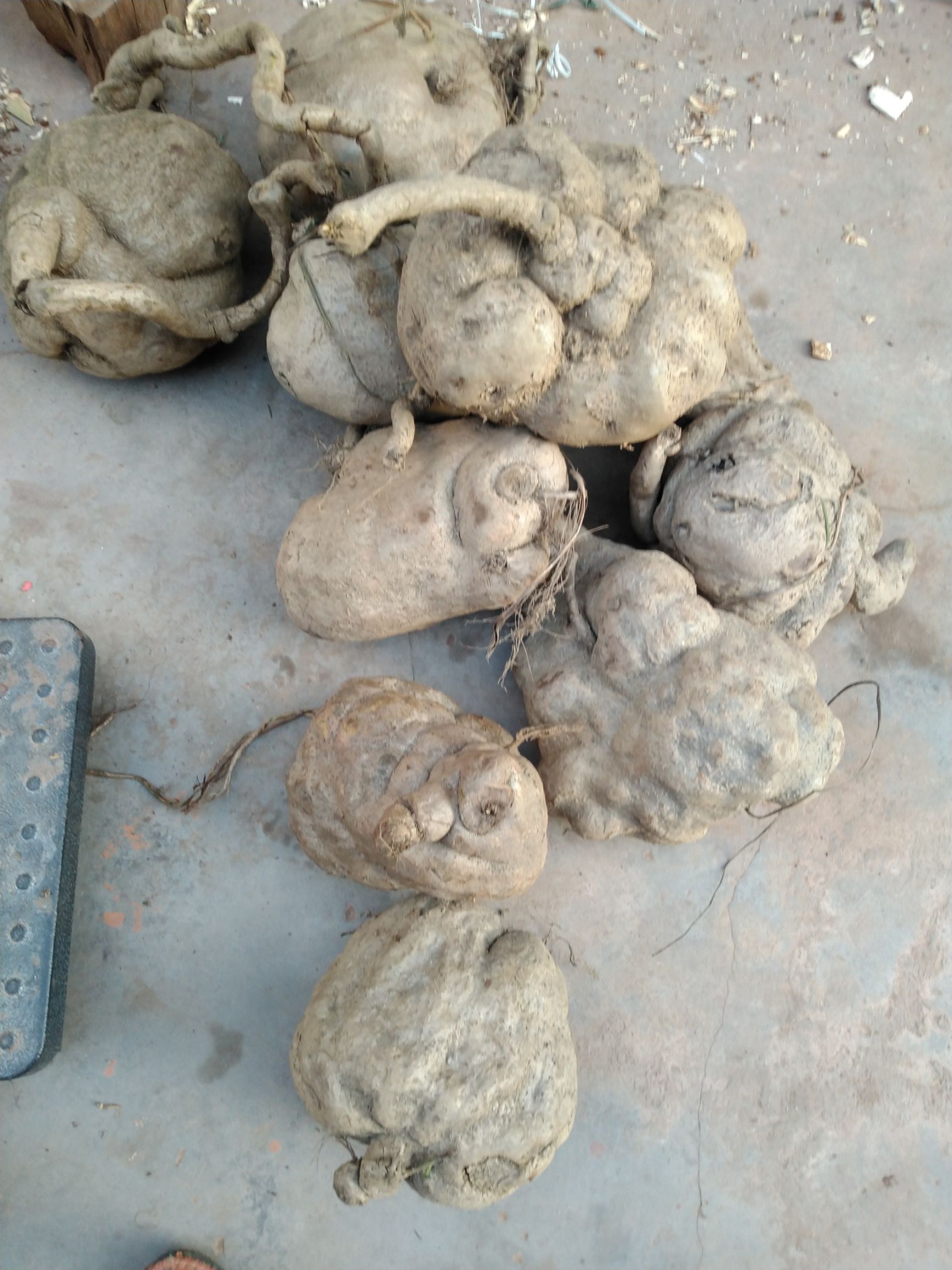 蛇莲  罗锅底，苦金盆