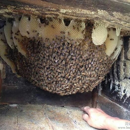 兰州 陇南正宗土蜂蜜