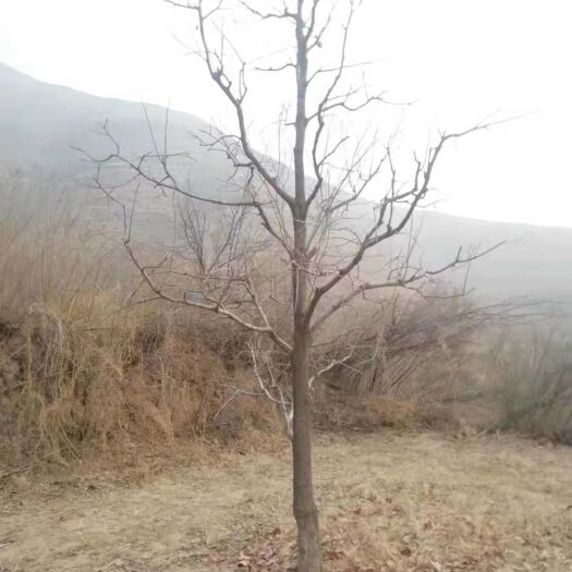 顺平县雪柿子树苗 各种规格3-40公分柿子树