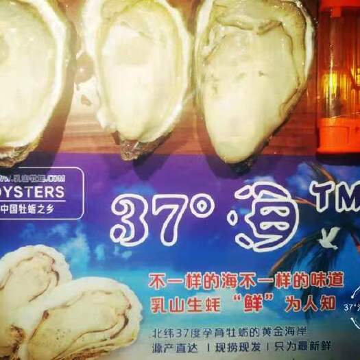 乳山市 乳山牡蛎承接 社团 平台 团购